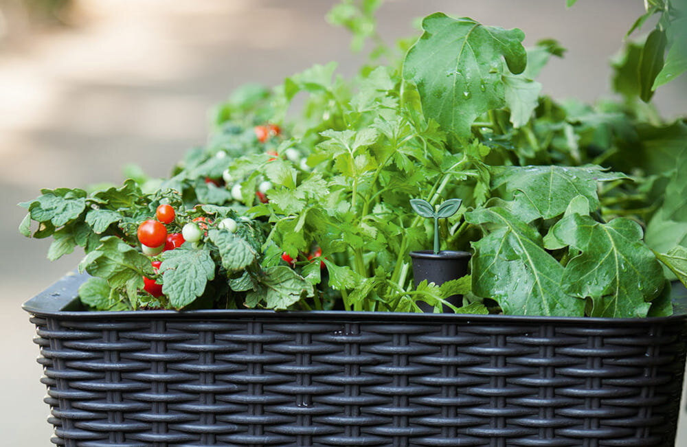 Na obrazie widoczna jest donica z plecionym wzorem, wypełniona zielonymi roślinami i czerwonymi owocami. Donica ma ciemny kolor i znajduje się na zewnątrz.