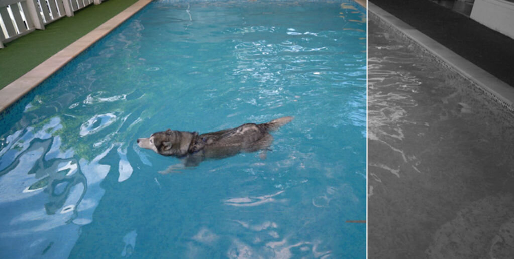 Obraz przedstawia psa pływającego w basenie z niebieską wodą. Po prawej stronie widoczny jest ten sam basen w trybie nocnym, z ciemniejszymi odcieniami.