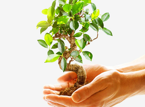 Dwie dłonie trzymają małe drzewko bonsai z zielonymi liśćmi na jasnym tle.