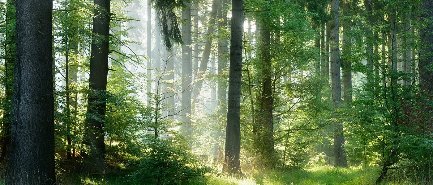 Gęsty las z wysokimi drzewami, przez które przenikają promienie słoneczne. Na ziemi widoczna jest zielona trawa i krzewy.