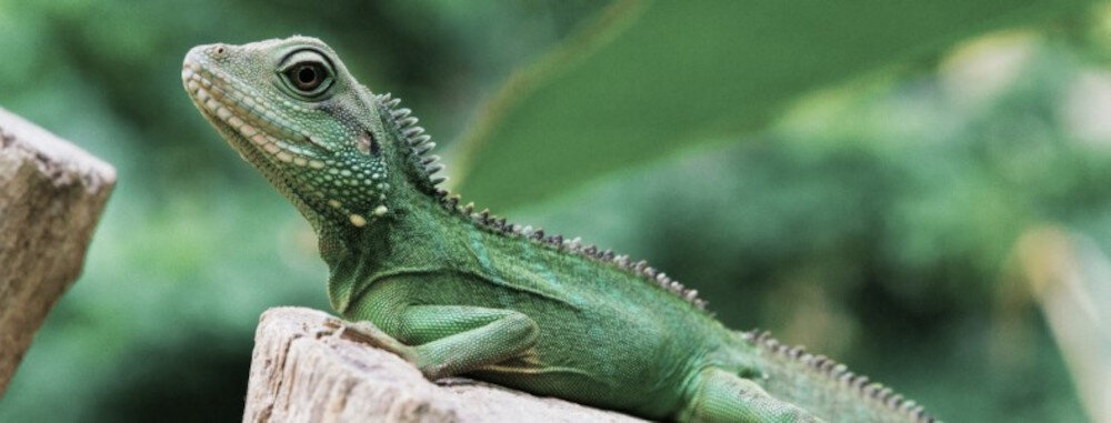 Telewizor KIVI 50U720QB -   Maksymalna intensywność kolorów