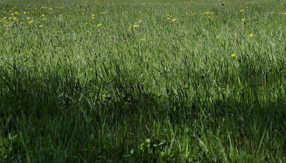 Obraz przedstawia zielony trawnik z żółtymi kwiatami rozsianymi po całej powierzchni. Trawa jest gęsta i dobrze utrzymana.