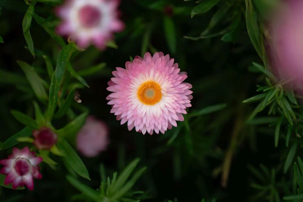 VILTROX AF 55 mm f-1.8 EVO przysłona F1.8 efekt bokeh rozmycie tła portrety