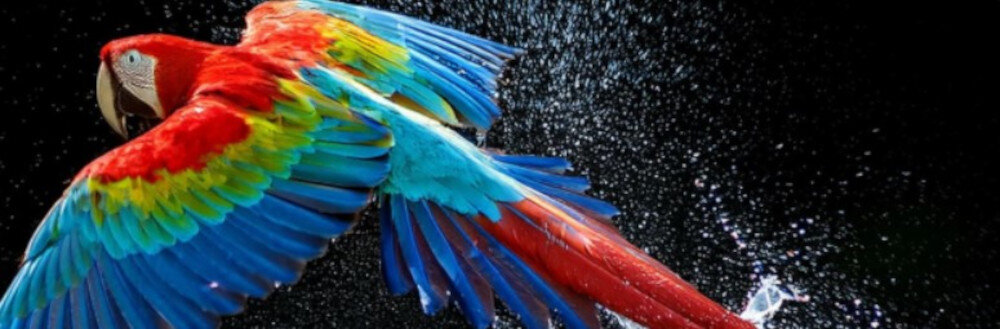 Telewizor LG 77G54LW - Kolory jak w rzeczywistości, papuga wylatuj,ąca z kropel wody