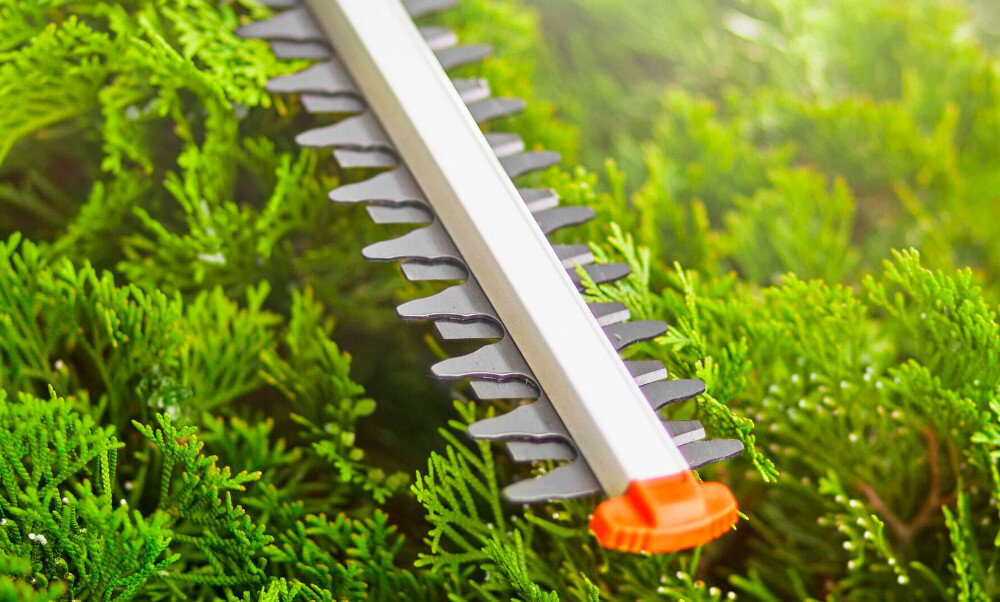 Na zdjęciu widoczne są nożyce do żywopłotu z ostrzami wśród zielonych gałęzi. Ostrza są metaliczne z pomarańczowym elementem na końcu.