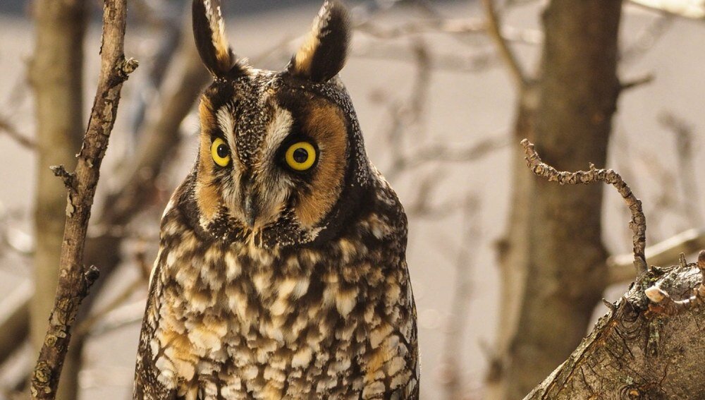 Sowa siedząca na gałęzi, z wyraźnymi żółtymi oczami i piórami w odcieniach brązu i bieli. W tle widać rozmyte gałęzie drzew.