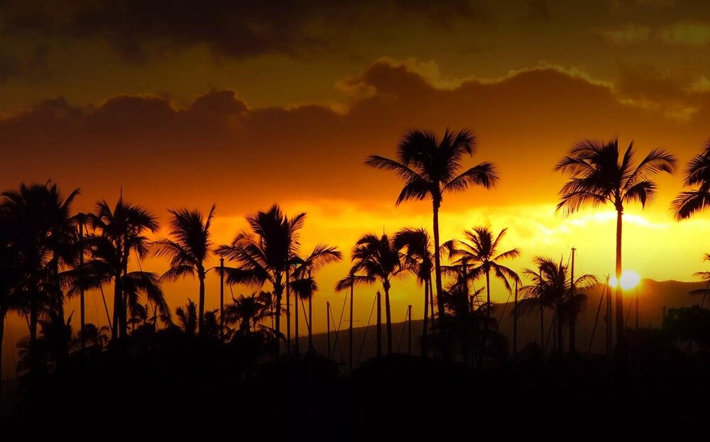Na obrazie widać sylwetki palm na tle zachodzącego słońca, które tworzy pomarańczowo-żółte niebo z ciemnymi chmurami.