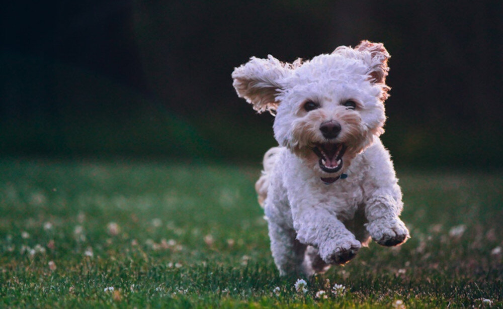 Lokalizator BLOW GPS BL012 Czarny wymiary wielkość mocowanie pasek