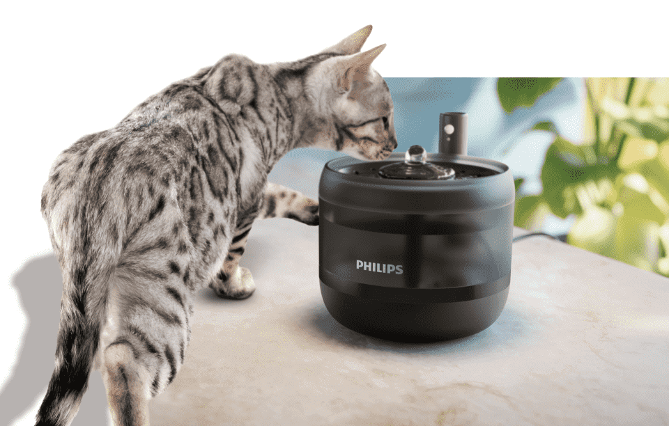 Na obrazie widać kota stojącego obok czarnej fontanny dla zwierząt z logo PHILIPS. W tle znajdują się rozmyte zielone liście.