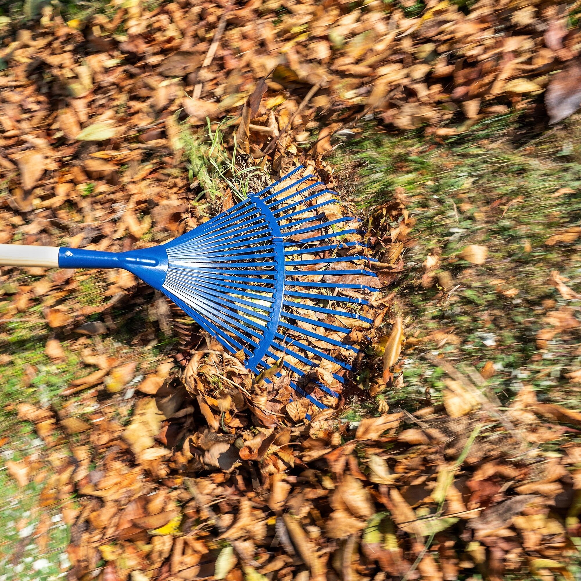 Na obrazie widoczne są niebieskie grabie wachlarzowe z drewnianym trzonkiem, używane do zbierania suchych liści na trawniku.