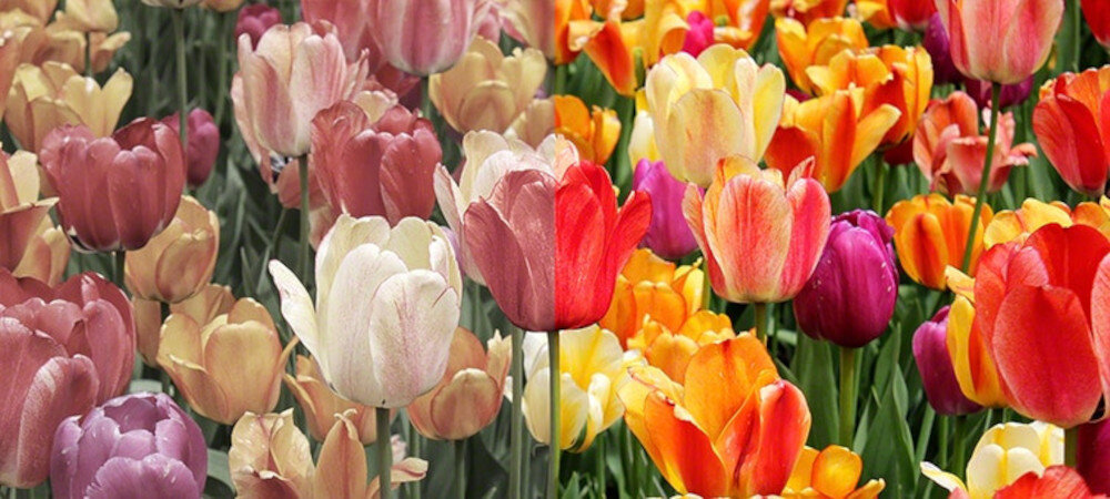 Telewizor SONY LED KD-XF9005 - technologia TRILUMINOS