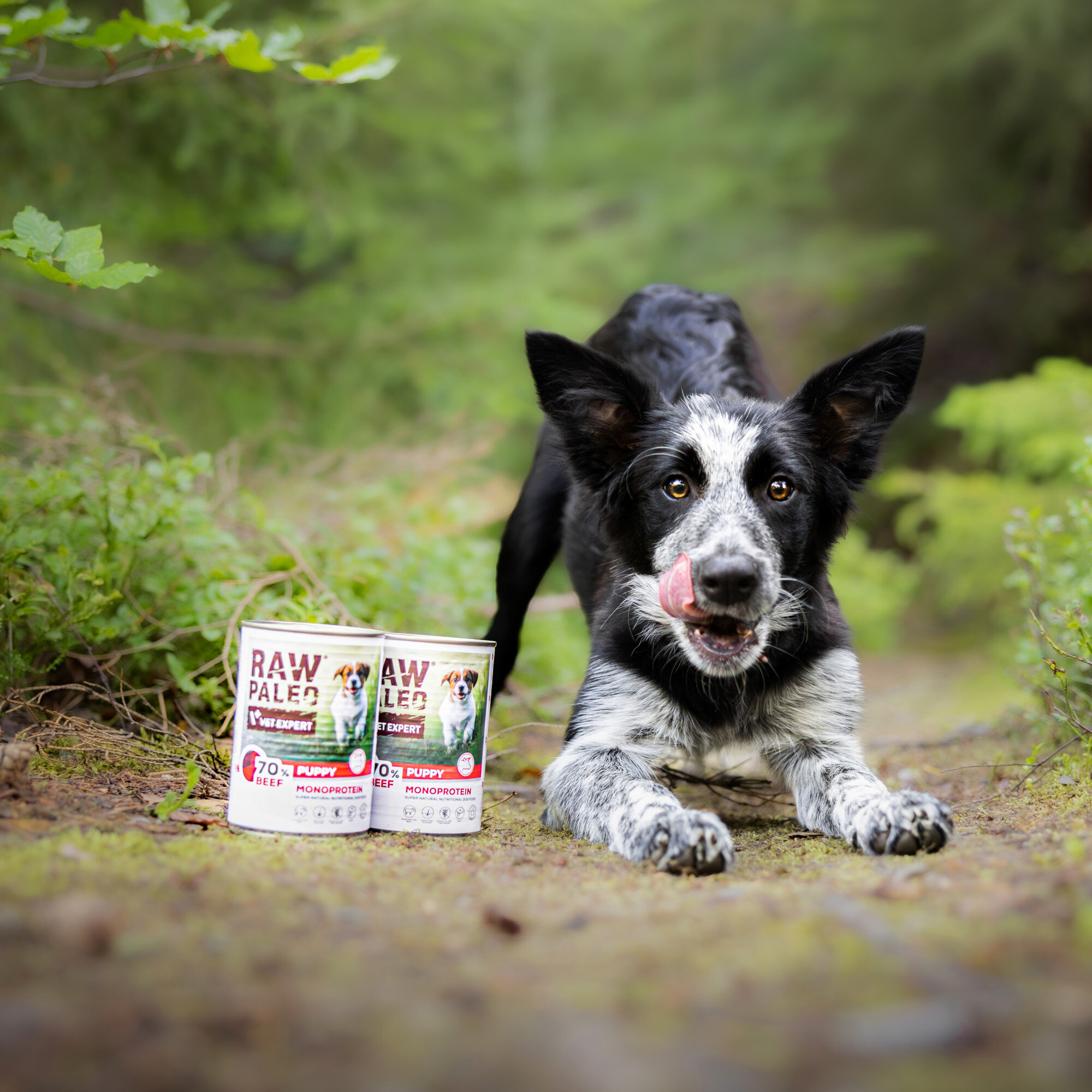 Na leśnej ścieżce znajduje się pies oraz dwie puszki karmy RAW PALEO PUPPY z widocznym logo \'media expert\'.