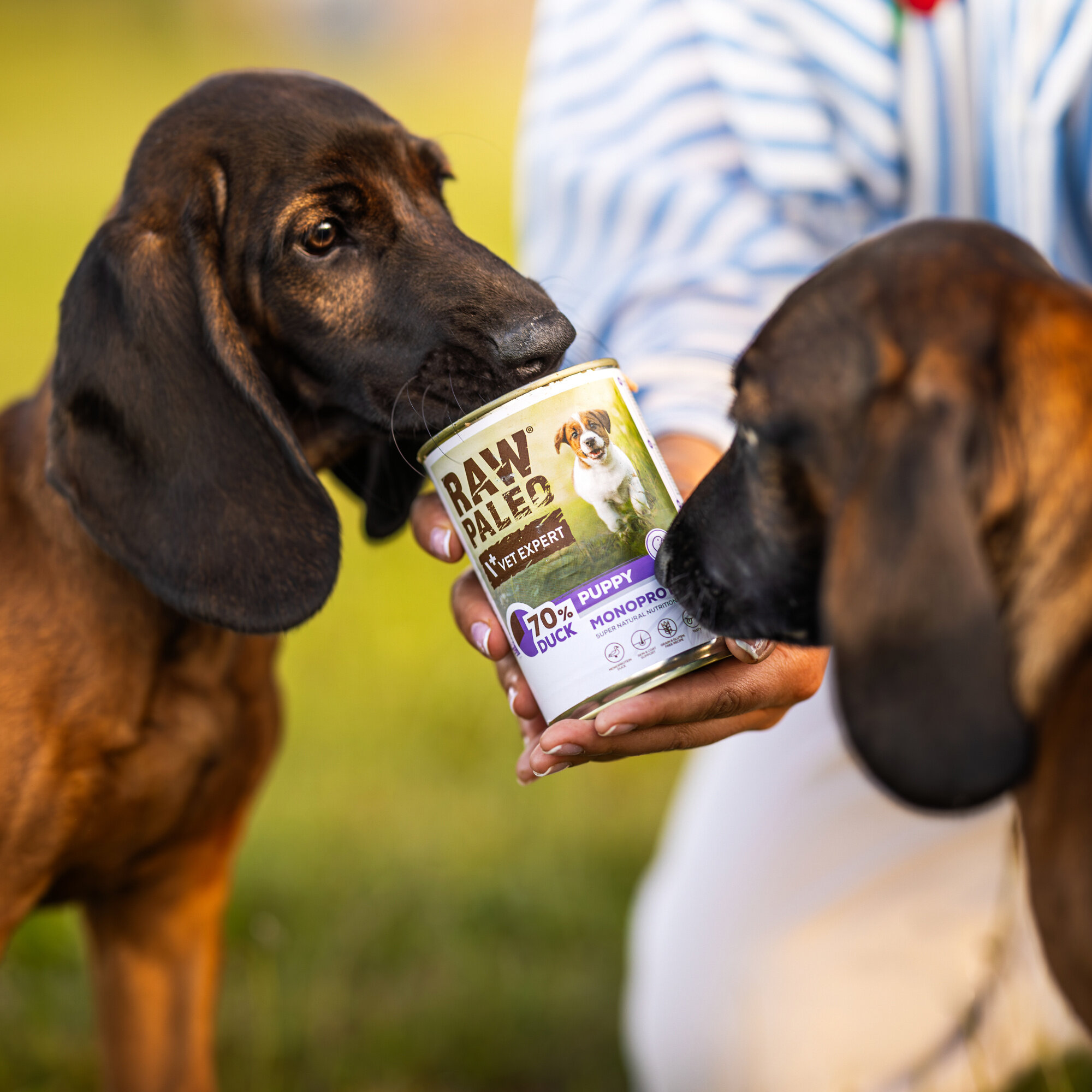 Dwa psy wąchają puszkę z karmą RAW PALEO VET EXPERT, na której widnieje napis \'70% DUCK PUPPY MONOPROTEIN\'.