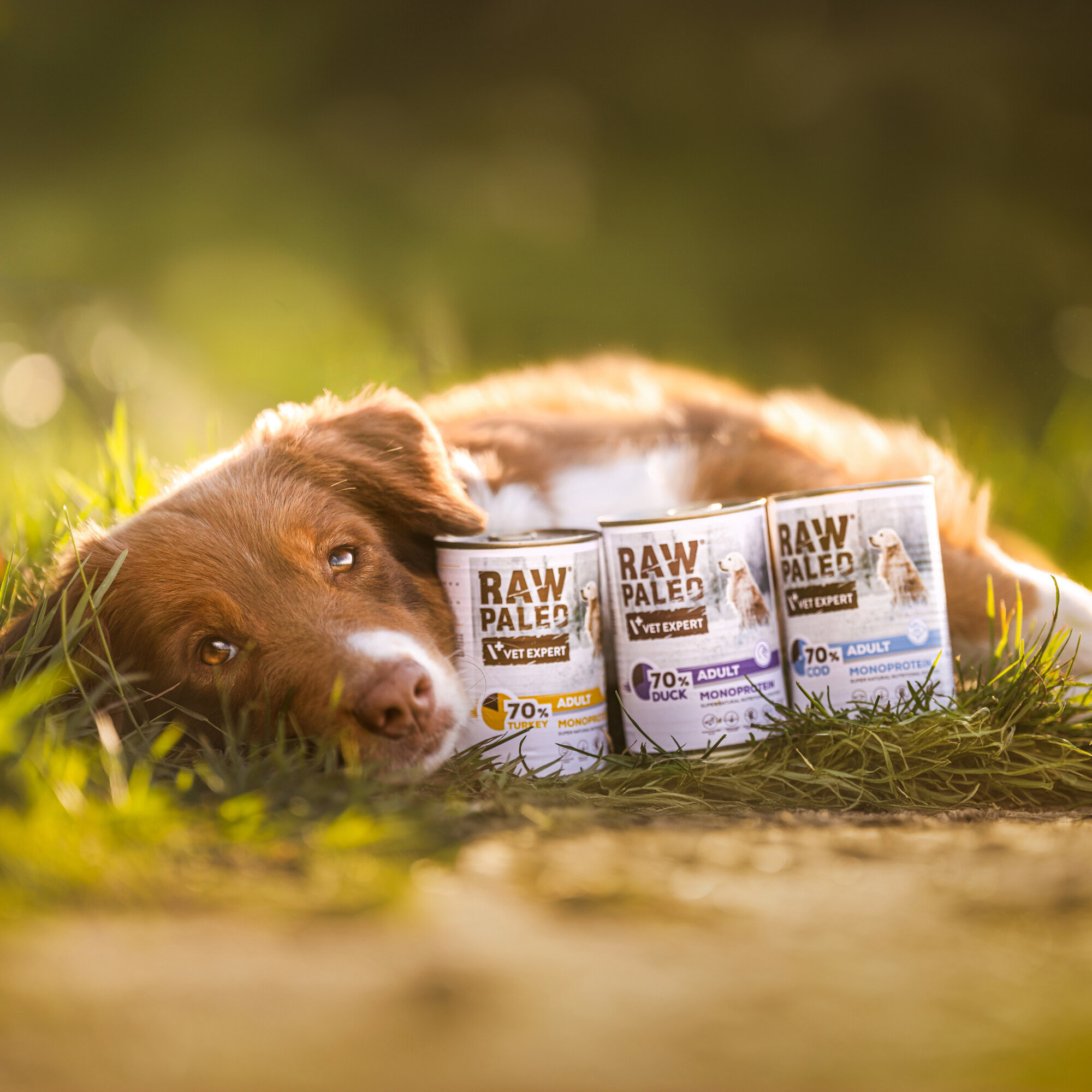 Na obrazie widać psa leżącego na trawie obok trzech puszek karmy RAW PALEO VET EXPERT. Na puszkach widnieje napis \'70% ADULT MONOPROTEIN\' z różnymi smakami: \'DUCK\', \'TURKEY\', \'COD\'.