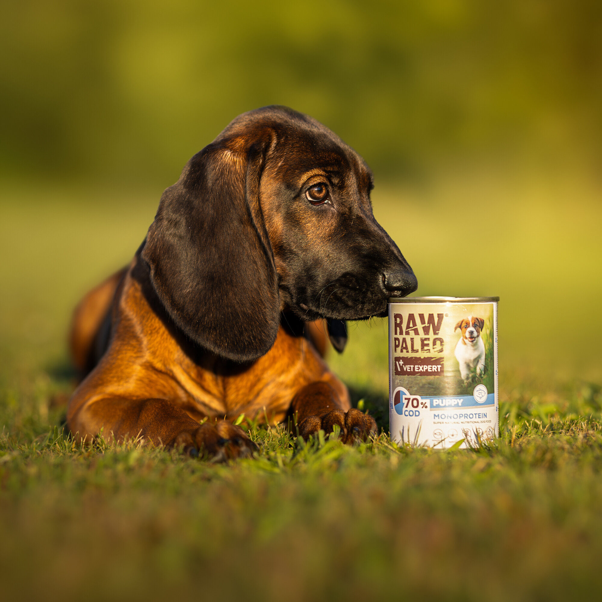 Na obrazie widoczny jest pies leżący na trawie obok puszki z karmą RAW PALEO VET EXPERT. Na etykiecie puszki znajduje się napis \'70% COD PUPPY MONOPROTEIN\'.