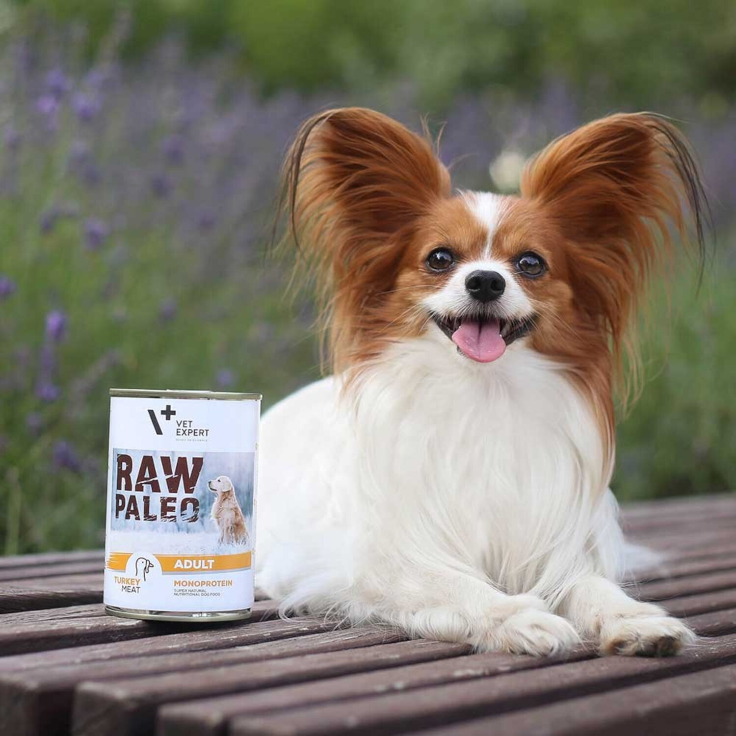 Pies leży na drewnianej ławce obok puszki z napisem \'RAW PALEO ADULT MONOPROTEIN TURKEY MEAT\'. W tle widoczne są rozmyte rośliny.