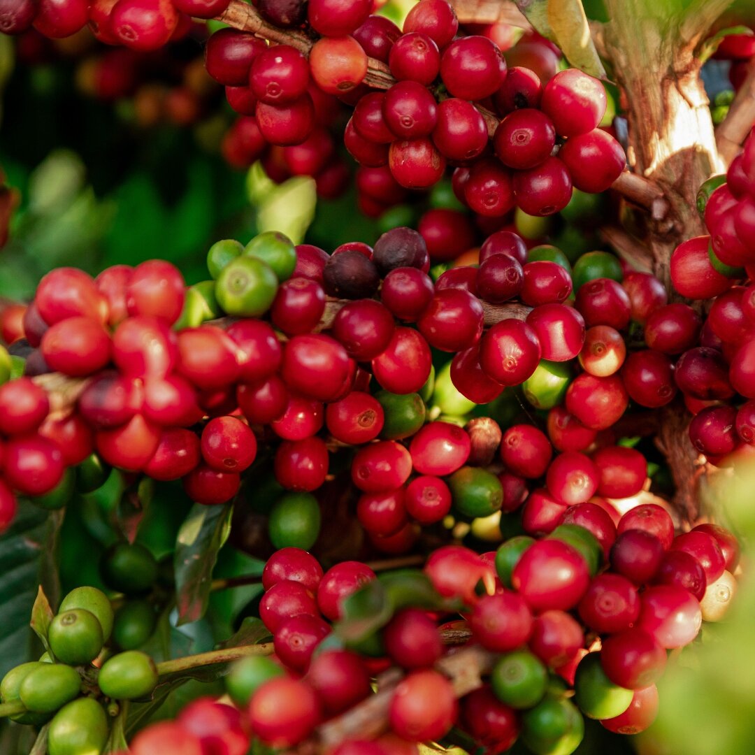 Kawa Ziarnista 250g – RWANDA – Kawa na Prezent Kawa do Zestawu Prezentowego