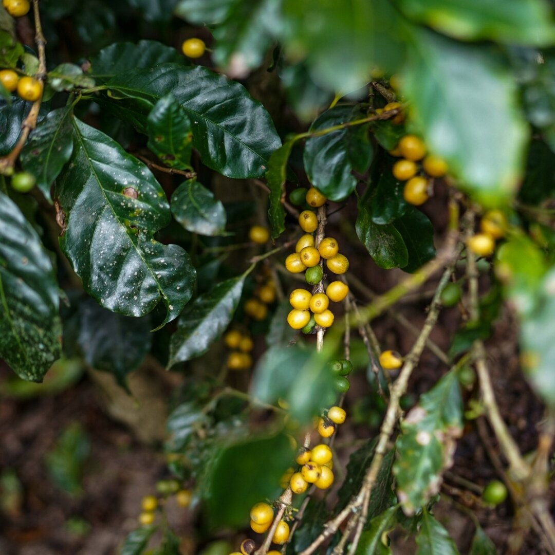 Kawa ziarnista 250g - BRAZYLIA PREMIUM ESPRESSO - kawa speciality | INTRO