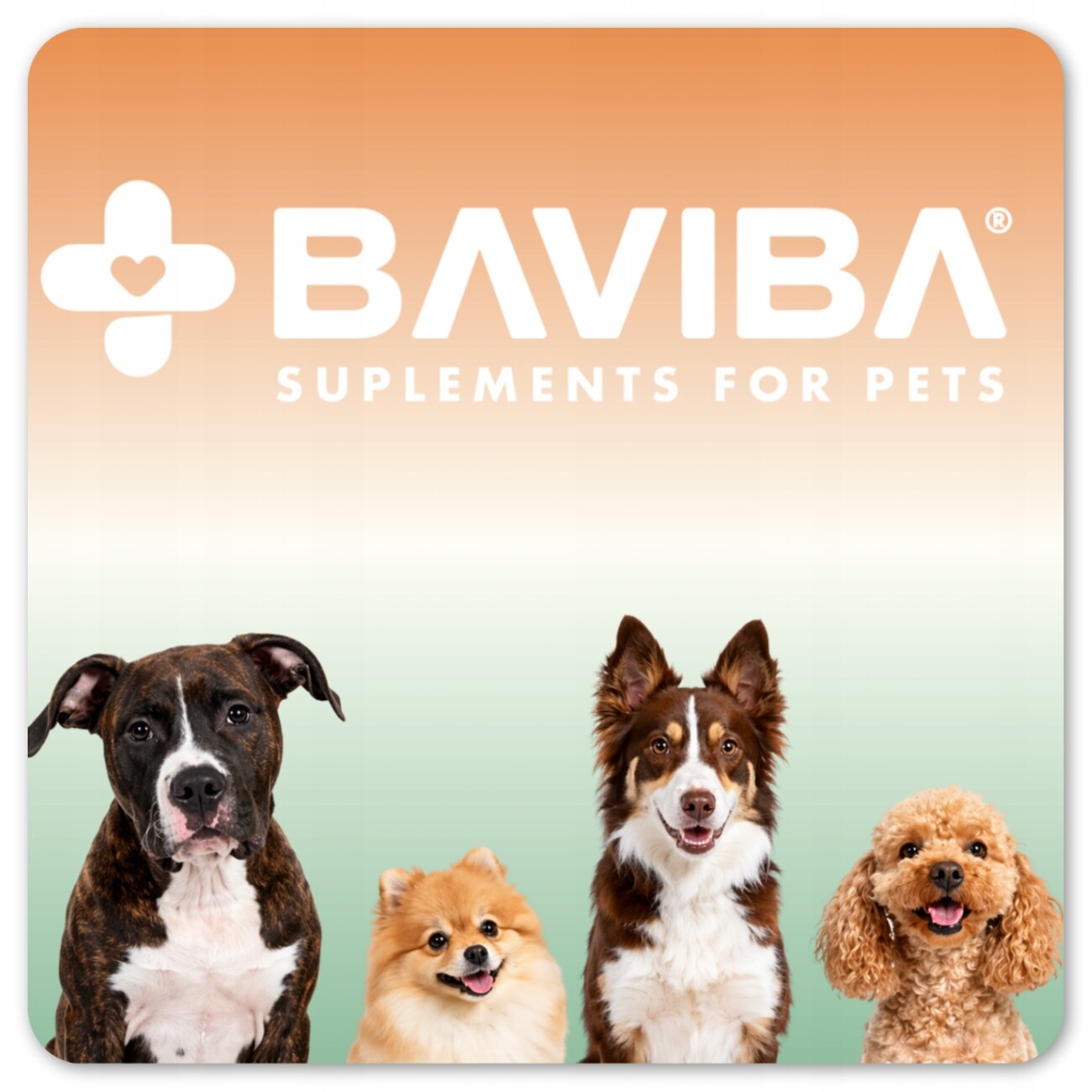 Na obrazie widoczne są cztery psy różnych ras na tle gradientu pomarańczowo-zielonego. U góry znajduje się napis \'BAVIBA SUPPLEMENTS FOR PETS\'.