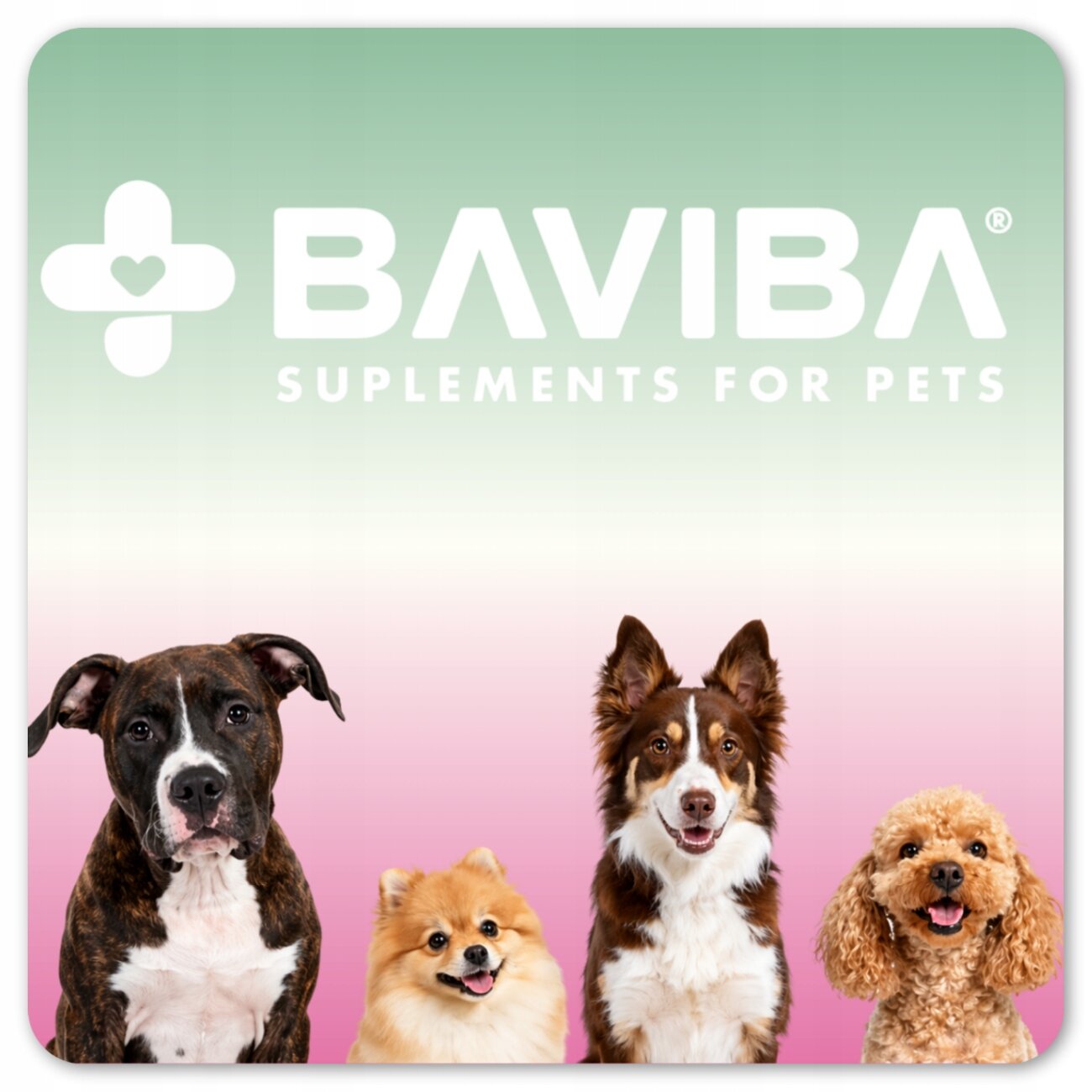 Obraz przedstawia cztery psy na tle gradientu od zielonego do różowego. Na górze widnieje logo \'BAVIBA SUPPLEMENTS FOR PETS\'.