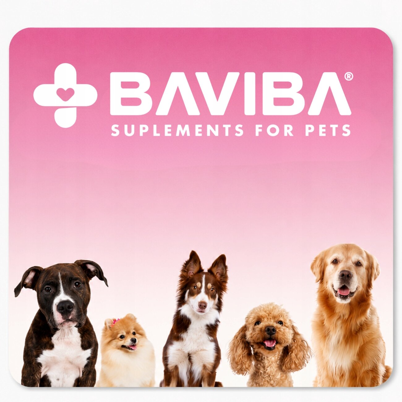 Obraz przedstawia pięć psów na tle różowego gradientu. Na górze widnieje logo i napis \'BAVIBA SUPPLEMENTS FOR PETS\'.