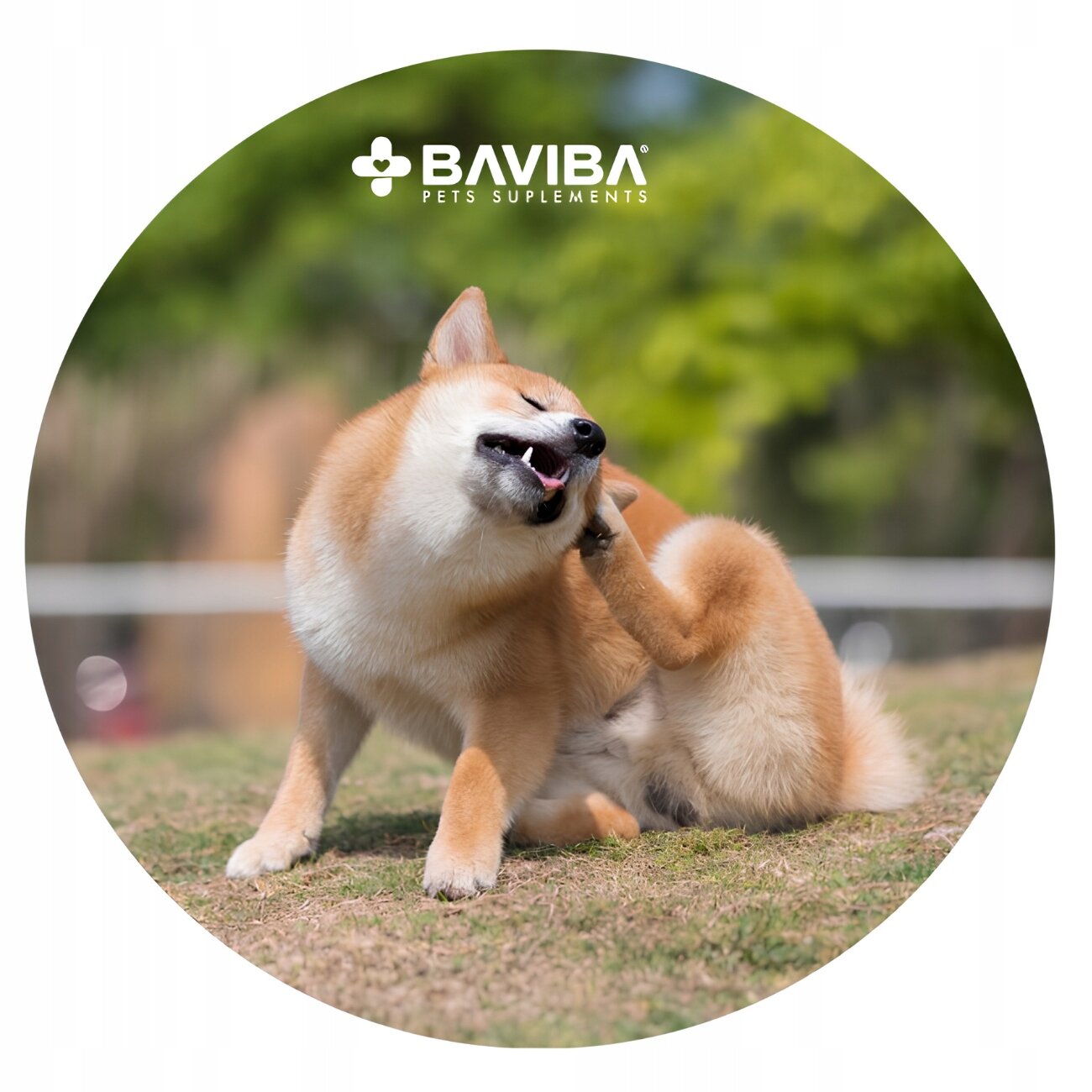 Na obrazie widoczny jest pies drapiący się po szyi na trawie. W górnej części obrazu znajduje się logo \'BAVIBA PETS SUPLEMENTS\'.