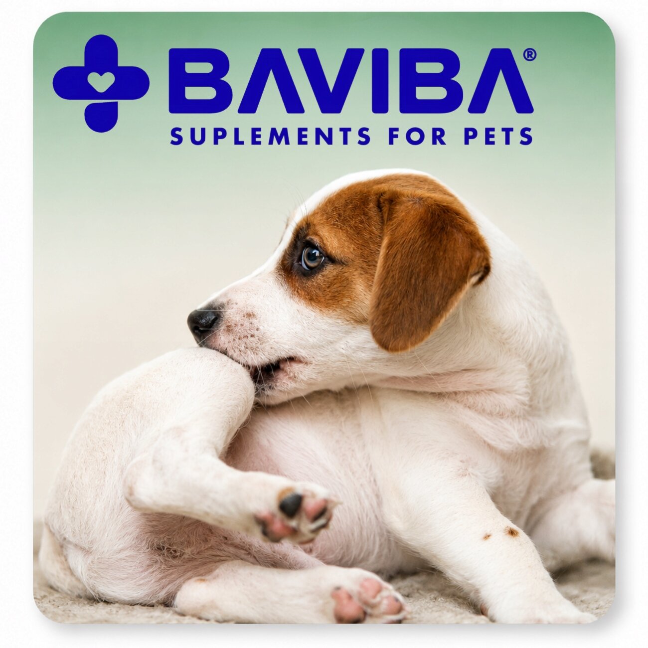 Na obrazie widoczny jest pies leżący na jasnym tle, z logo \'BAVIBA SUPPLEMENTS FOR PETS\' w górnej części.
