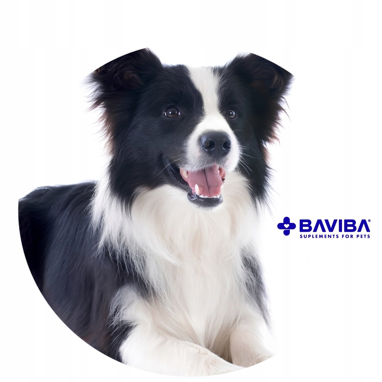 Na obrazie widoczny jest pies o czarno-białym umaszczeniu z otwartym pyskiem. Obok znajduje się logo \'BAVIBA SUPPLEMENTS FOR PETS\'.