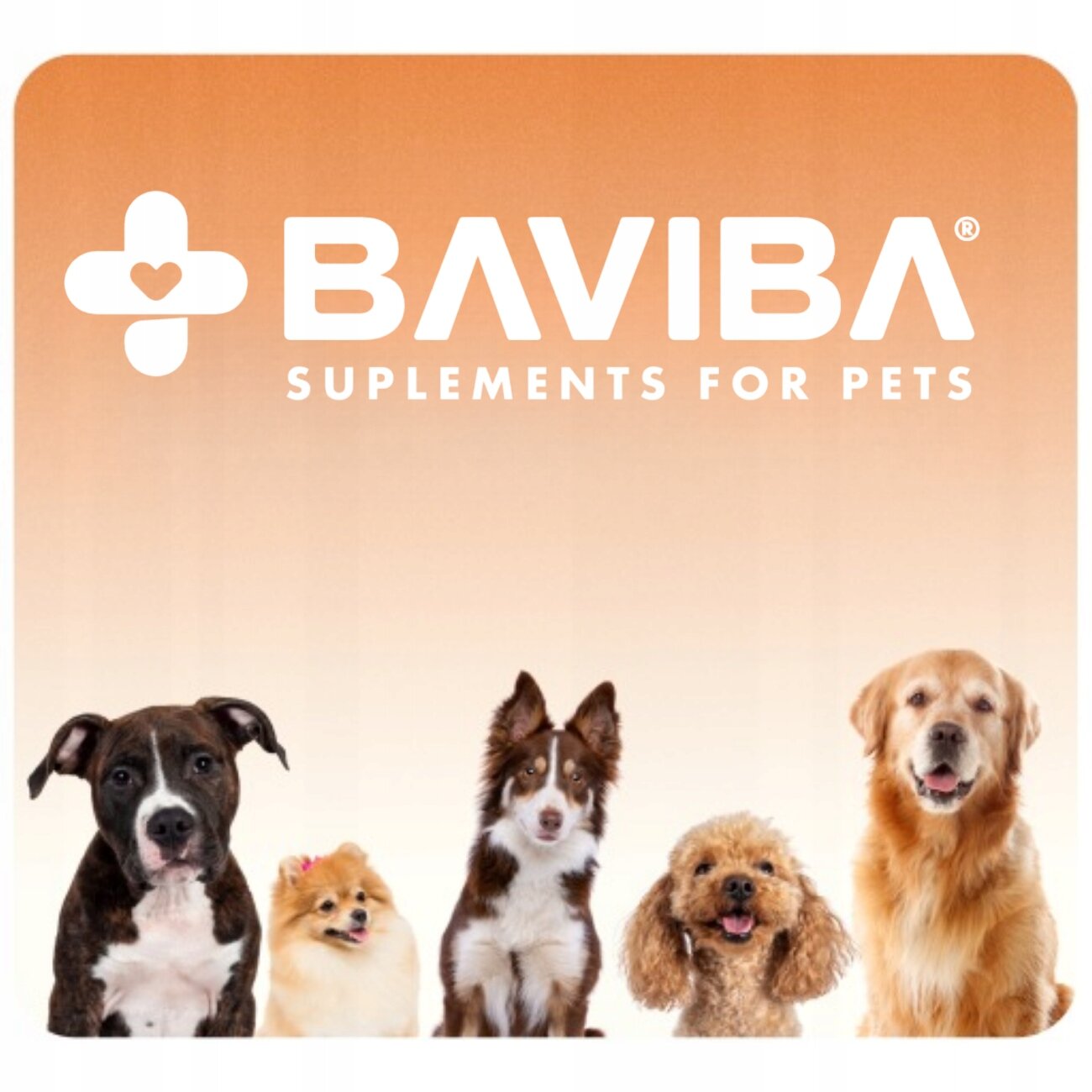 Obraz przedstawia pięć psów różnych ras na tle w kolorze pomarańczowym. Na górze widnieje napis \'BAVIBA SUPPLEMENTS FOR PETS\'.