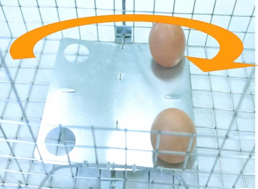 Metalowa klatka z siatki z dwoma jajkami na metalowej podstawie. Nad jajkami widoczna jest pomarańczowa strzałka wskazująca kierunek obrotu.