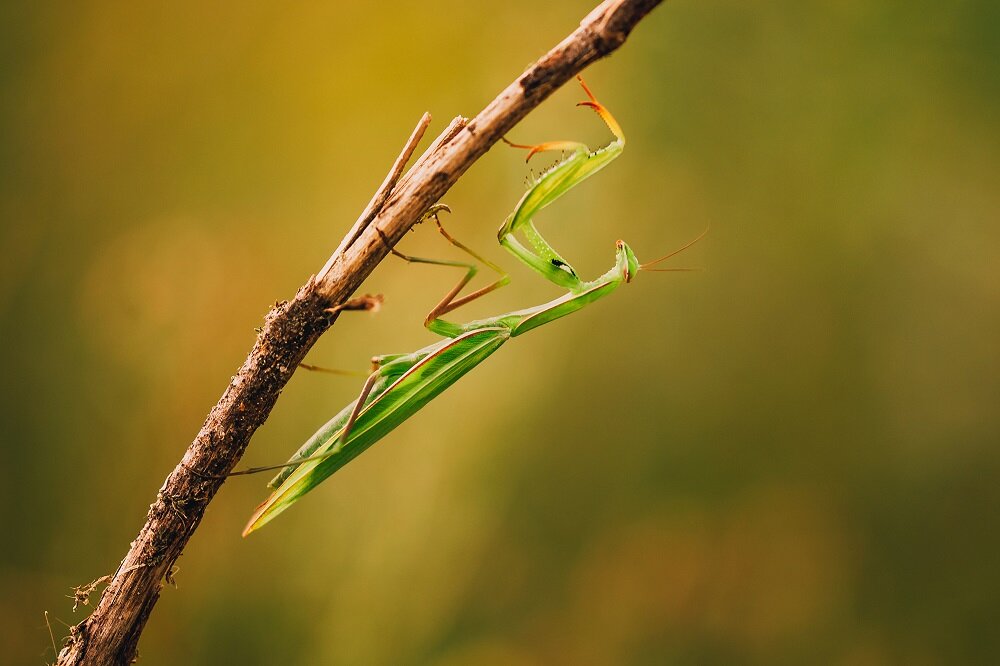 Obiektyw SIGMA 105 mm f-2.8 EX DG OS HSM Macro stabilizacja obrazu 4 EV
