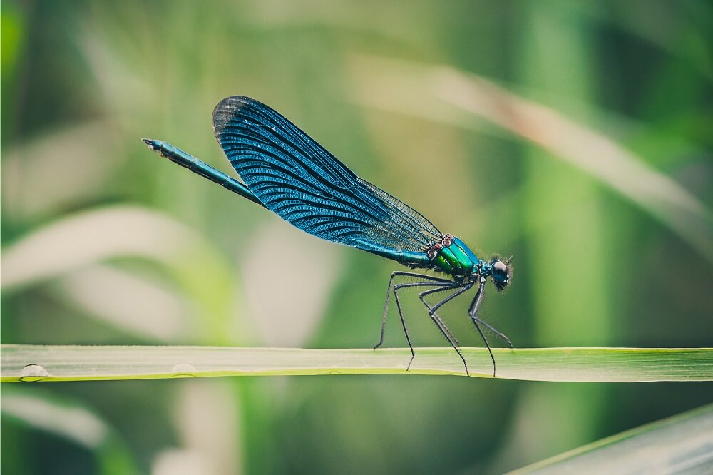 Obiektyw SIGMA 105 mm f-2.8 EX DG OS HSM Macro efekt bokeh rozmycie tła portrety