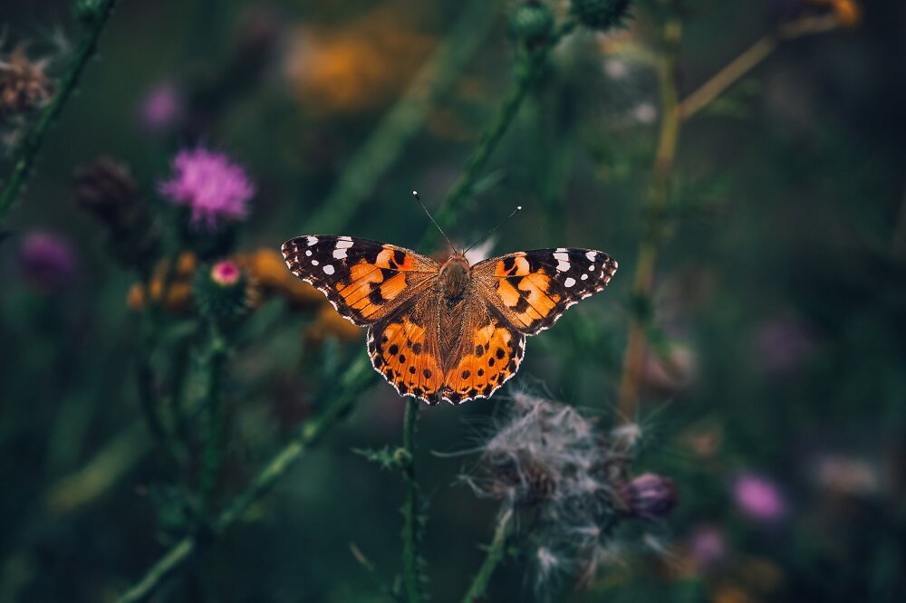 Obiektyw SIGMA 105 mm f-2.8 EX DG OS HSM Macro soczewki korekcja aberracji astygmatyzmu