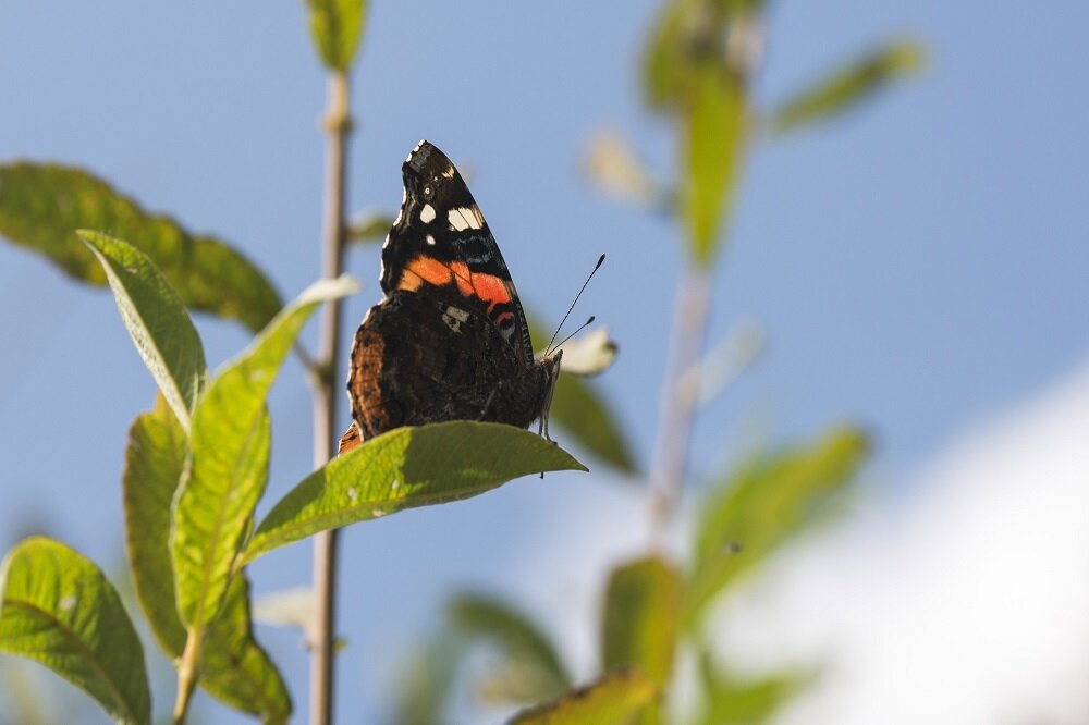 Obiektyw SIGMA 105 mm f-2.8 EX DG OS HSM Macro silnik HSM szybki autofocus tryb ręczny