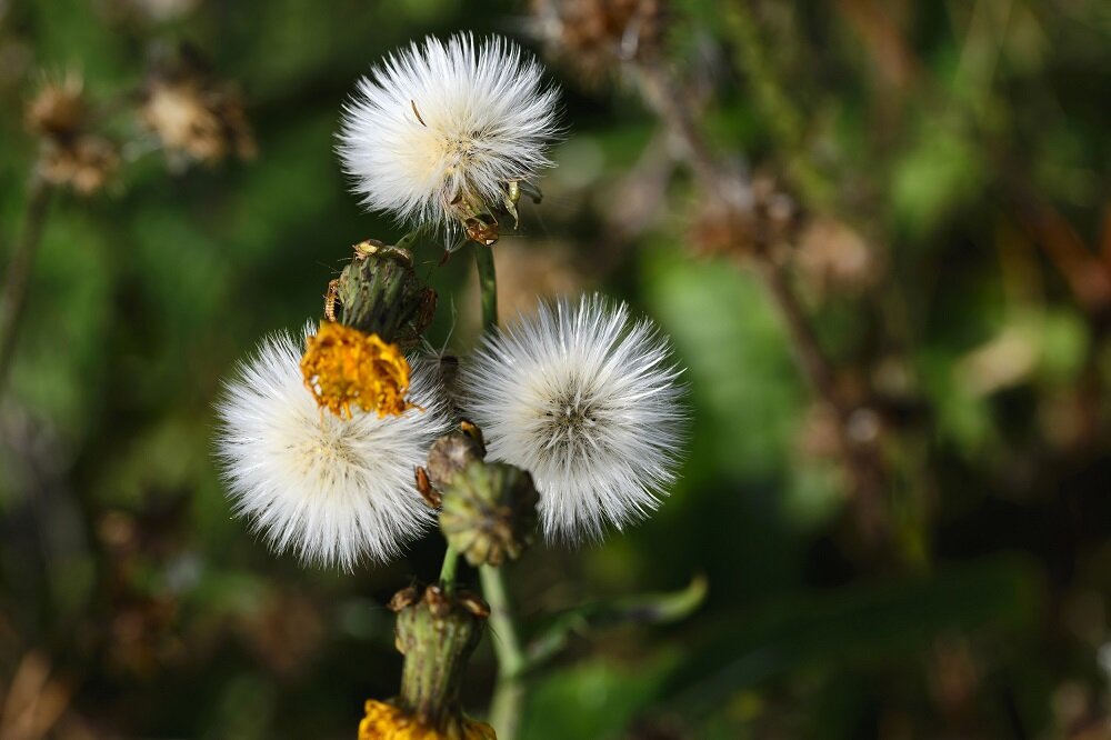 Obiektyw SIGMA 105 mm f-2.8 EX DG OS HSM Macro powłoki antyodblaskowe redukcja flar blików