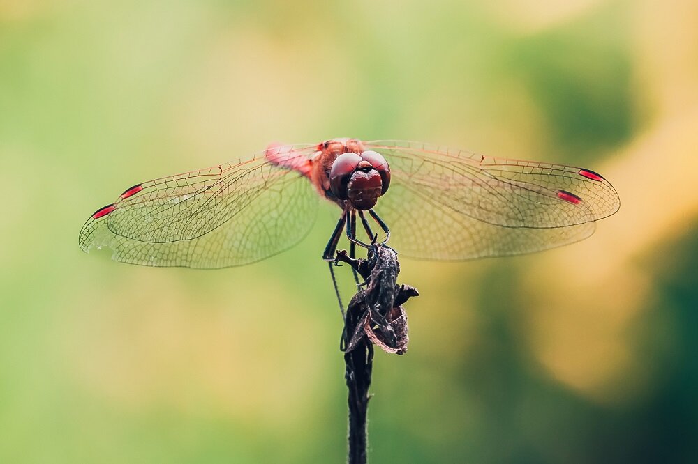 Obiektyw SIGMA 105 mm f-2.8 EX DG OS HSM Macro futerał dekielki osłona przeciwsłoneczna adapter APS-C