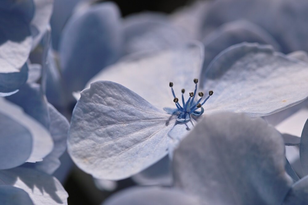 Obiektyw SIGMA 105 mm f-2.8 EX DG OS HSM Macro szybki autofocus silnik HSM filtr polaryzacyjny