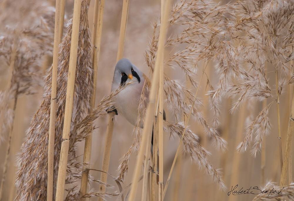 Obiektyw SIGMA C 150-600mm f-5-6.3 DG OS HSM Soczewki