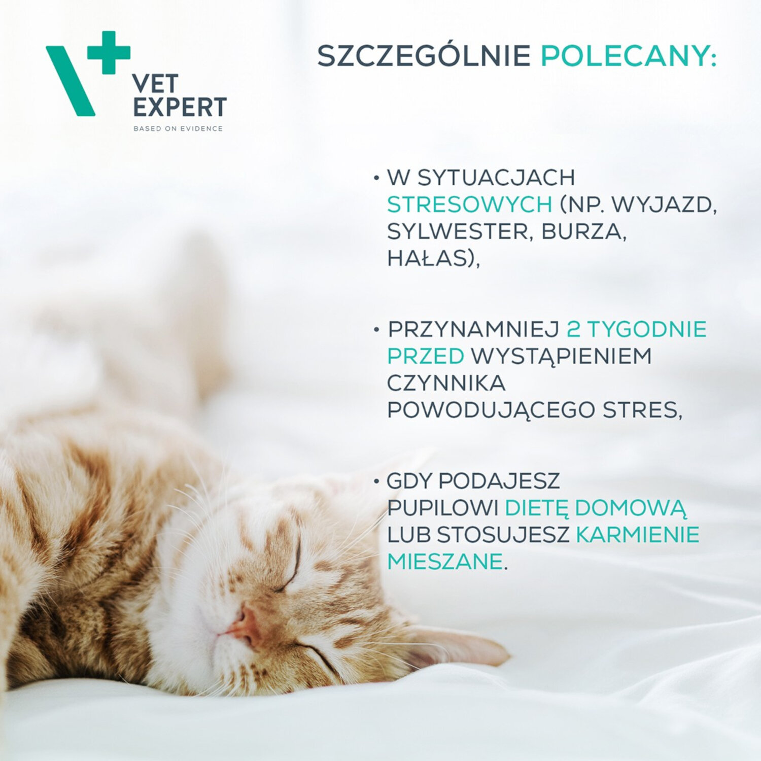 Obraz przedstawia śpiącego kota na tle tekstu promującego produkt Vet Expert. Tekst zawiera informacje o sytuacjach, w których produkt jest szczególnie polecany, takich jak sytuacje stresowe, oraz zalecenia dotyczące stosowania przed wystąpieniem stresu i przy określonej diecie.