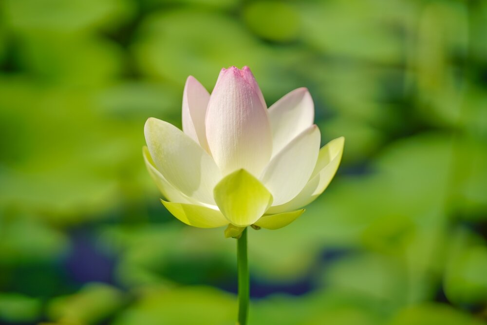 Obiektyw SIGMA A 85mm f-1.4 A DG HSM flary  