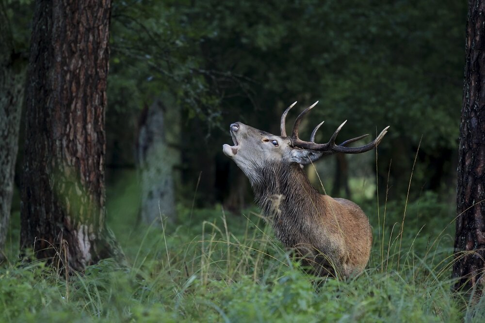Obiektyw SIGMA C 100-400 mm f-5-6.3 DG OS HSM ogniskowa przysłona ostrość pierścienie optyka soczewki powłoki montaż bagnet światło jasność zoom filtry waga silnik stabilizacja