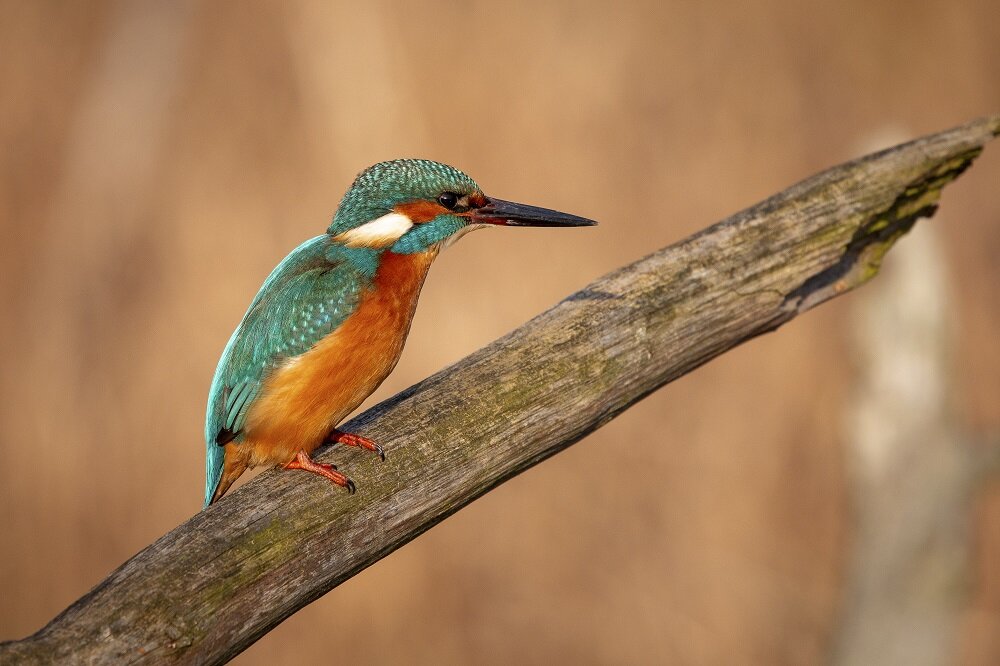 Obiektyw SIGMA C 100-400 mm f-5-6.3 DG OS HSM ogniskowa przysłona ostrość pierścienie optyka soczewki powłoki montaż bagnet światło jasność zoom filtry waga silnik stabilizacja