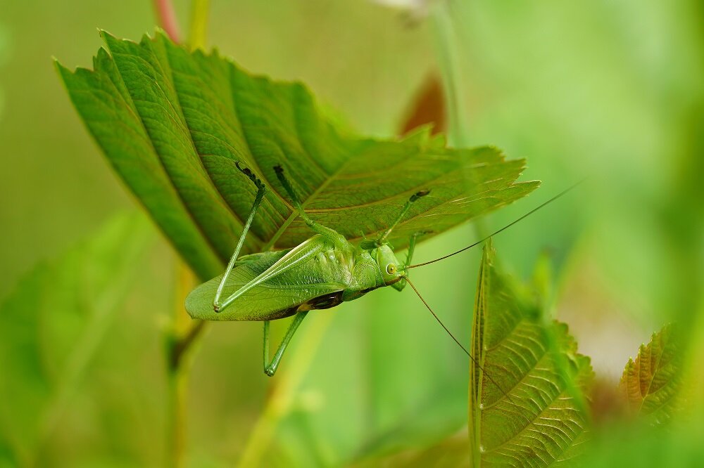 Obiektyw SIGMA C 100-400 mm f-5-6.3 DG OS HSM ogniskowa przysłona ostrość pierścienie optyka soczewki powłoki montaż bagnet światło jasność zoom filtry waga silnik stabilizacja