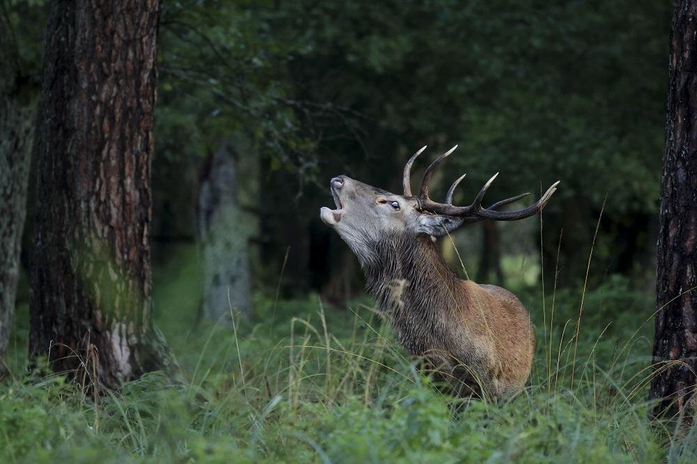 Obiektyw SIGMA C 100-400mm f-5-6.3 DG OS HSM Kompaktowy 