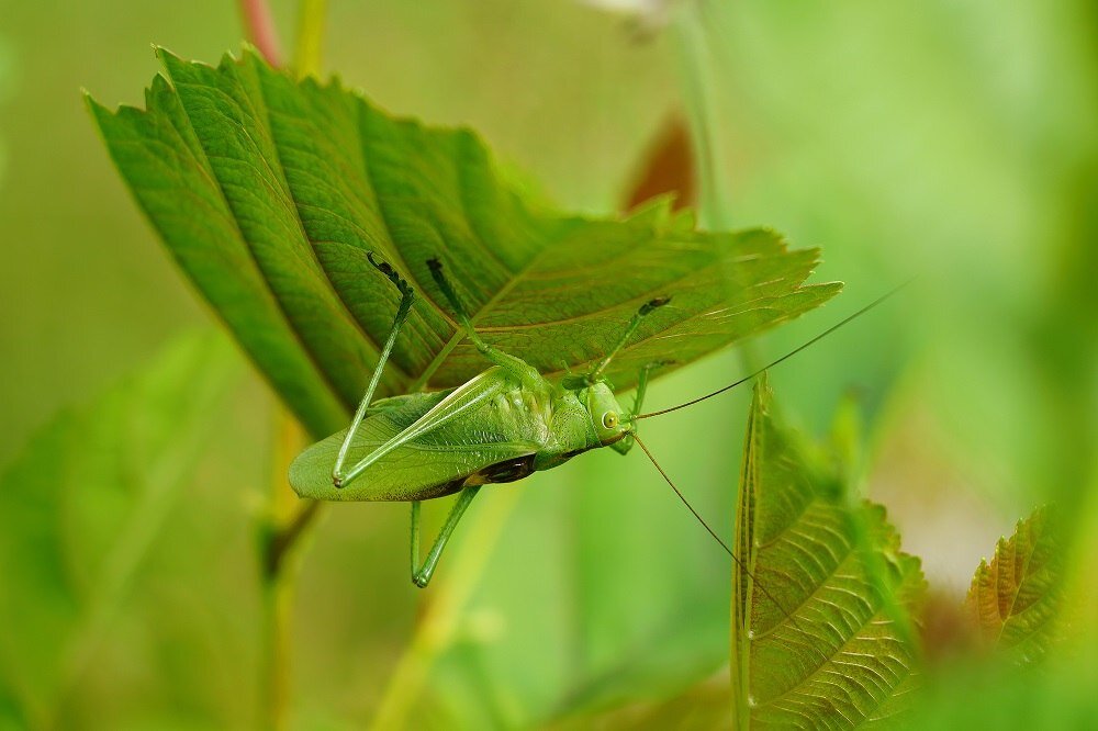 Obiektyw SIGMA C 100-400mm f-5-6.3 DG OS HSM  skala odwzorowania