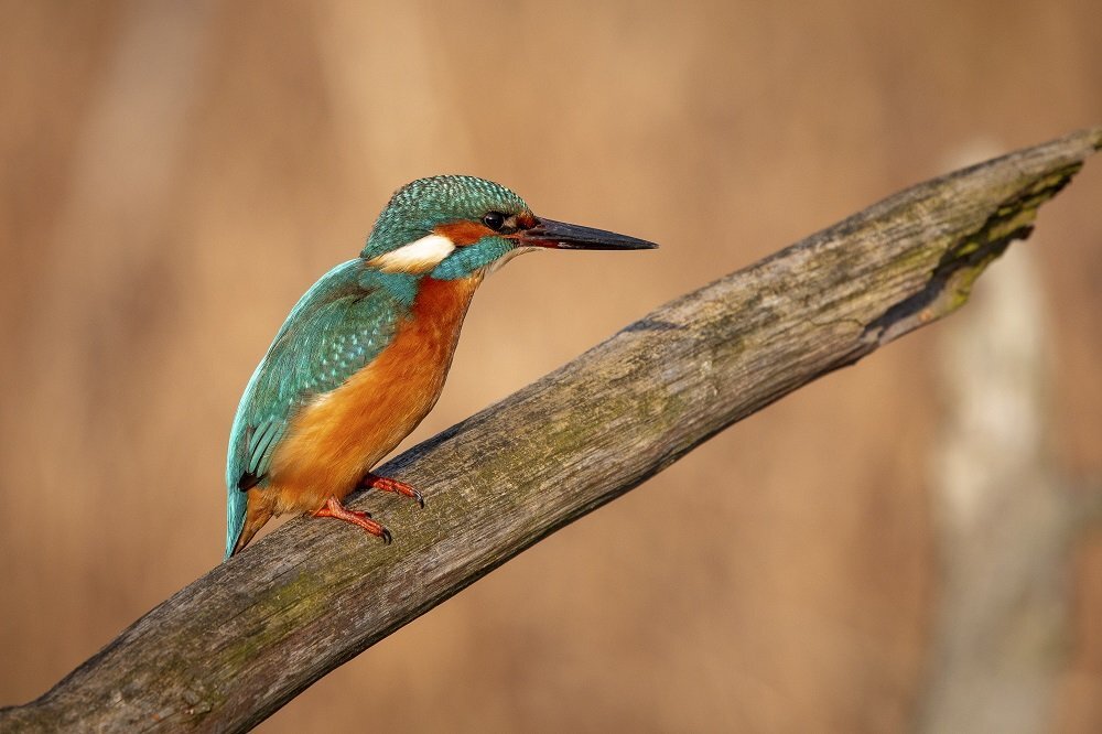 Obiektyw SIGMA C 100-400mm f-5-6.3 DG OS HSM jakość 