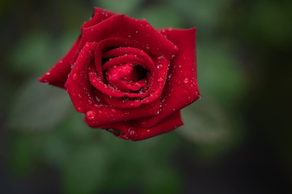 Obiektyw SIGMA A 14-24 mm f-2.8 DG HSM Soczewki  