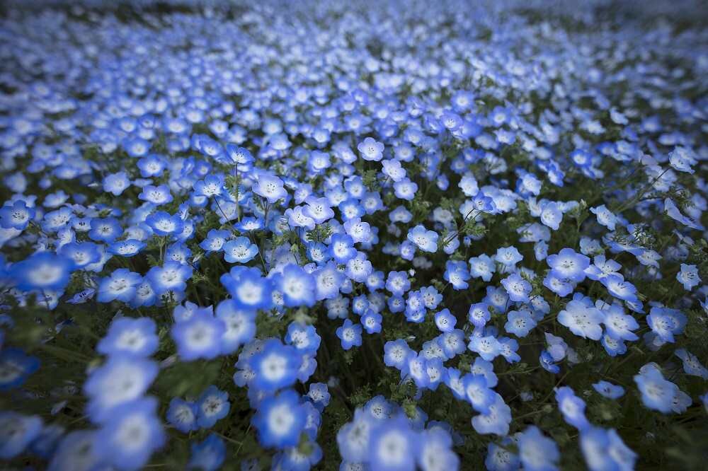 Obiektyw SIGMA A 14mm f-1.8 DG HSM autofokus