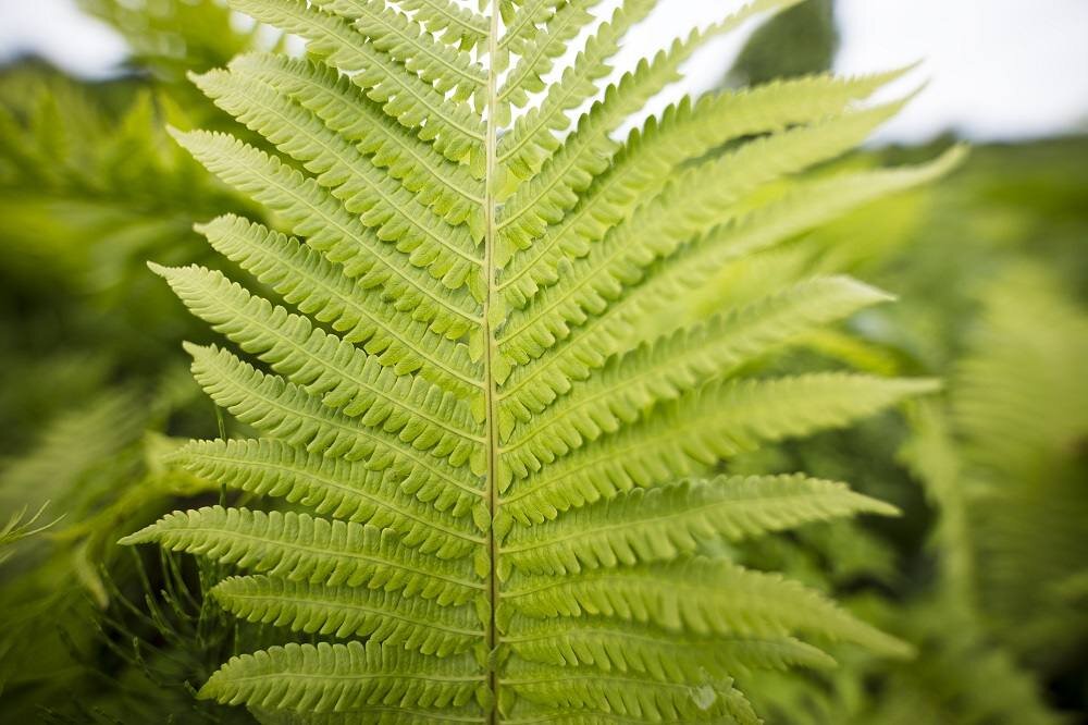 Obiektyw SIGMA A 14mm f-1.8 DG HSM Kompatybilność