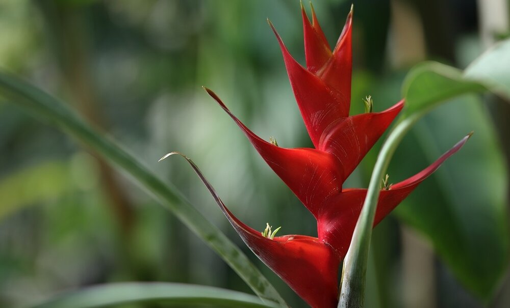 Obiektyw SIGMA A 105 mm f-1.4 A DG HSM Korekcja aberracji 